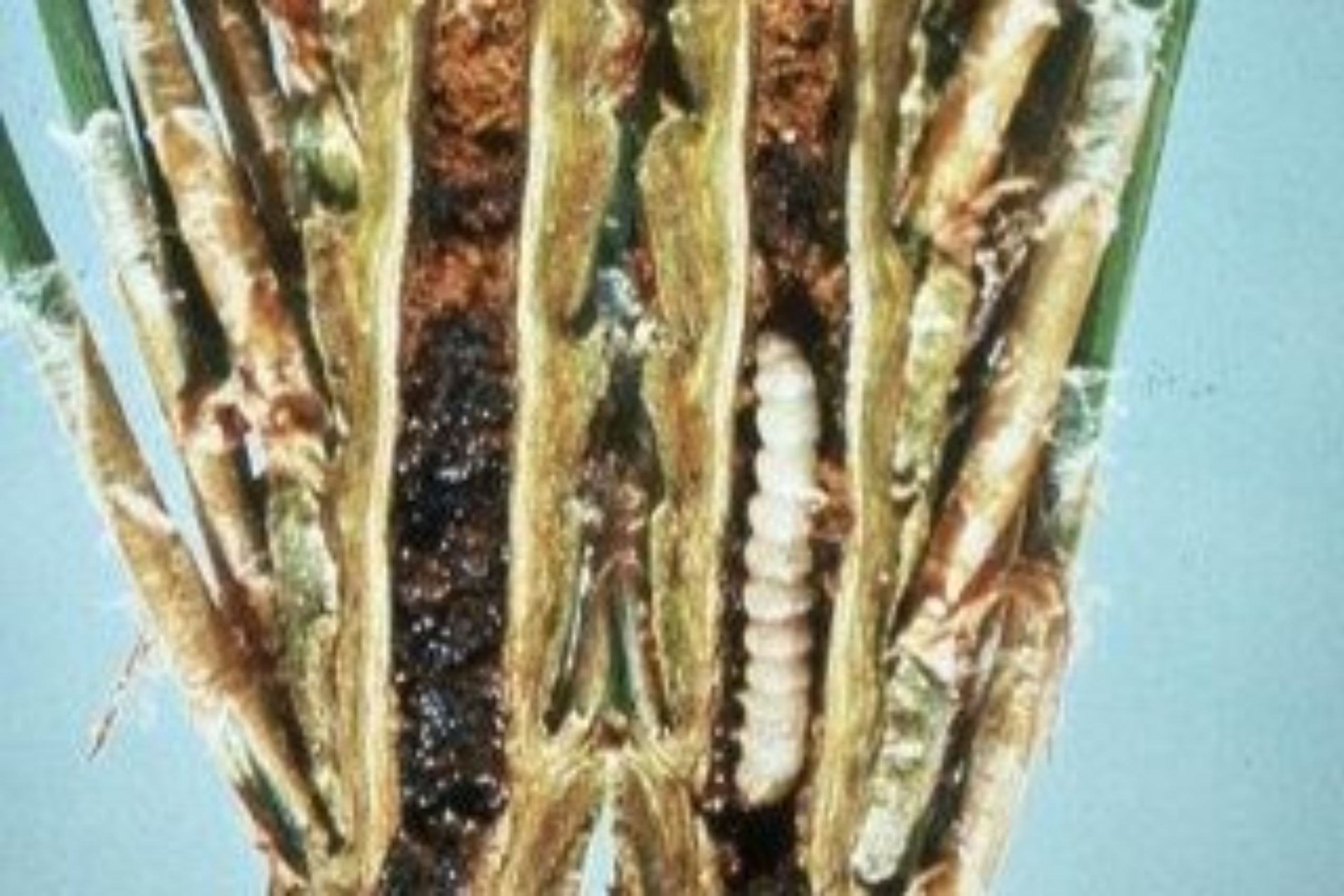 Larva feeding on a pine shoot borer