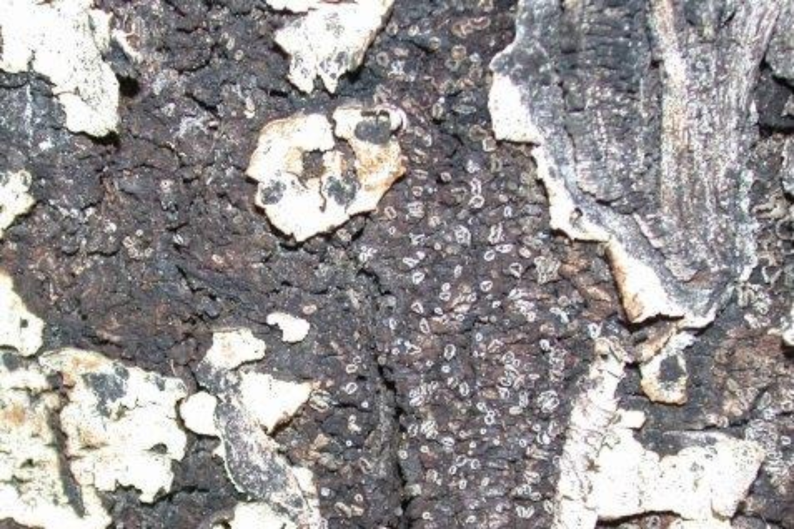 Closeup of bark on tree trunk damaged by canker.
