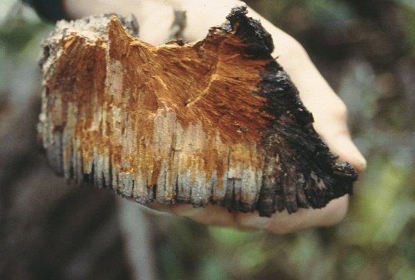Indian paint fungus conk showing orange inner tissue.