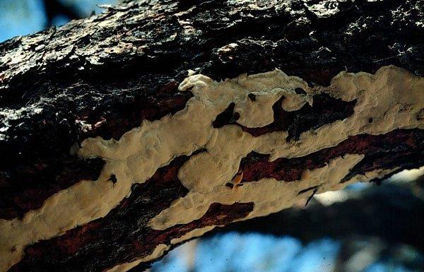 Red rot fruiting body on the underside of a dead ponderosa pine branch.