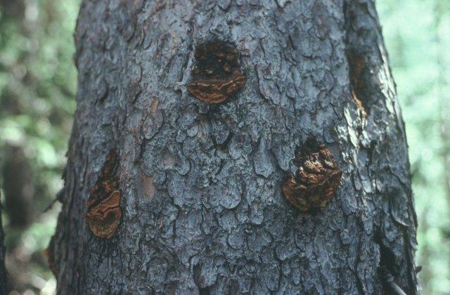 Porodaedalea pini fruiting on Engelman spruce at many old branch stubs.