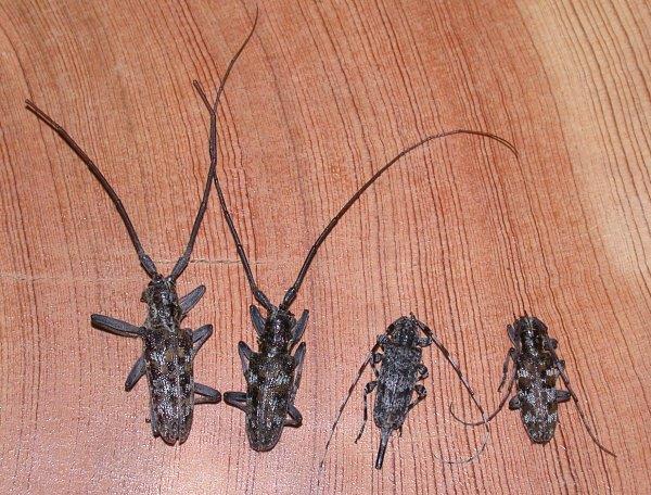 Ponderosa pine bark borers (adults of roundheaded borers). Note that antennae are longer than the length of the body.