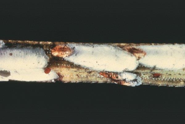 Closeup of pine needle scale.