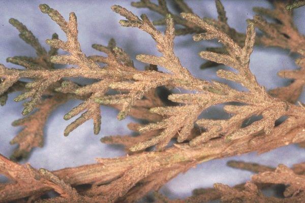 Damage to juniper caused by spider mites.