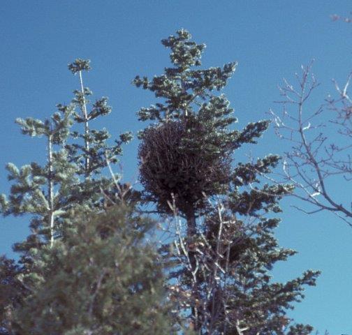 Needles die and drop, leaving the broom devoid of foliage during winter.