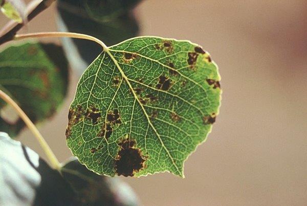 Black leaf spot of aspen caused by Drepanopeziza populi.