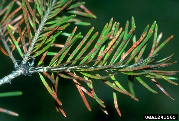 Rhabdocline needle cast lesions on 1-year Douglas-fir needles.