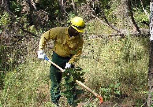 person in uniform performing brush clearing with a rake in an open area of forest