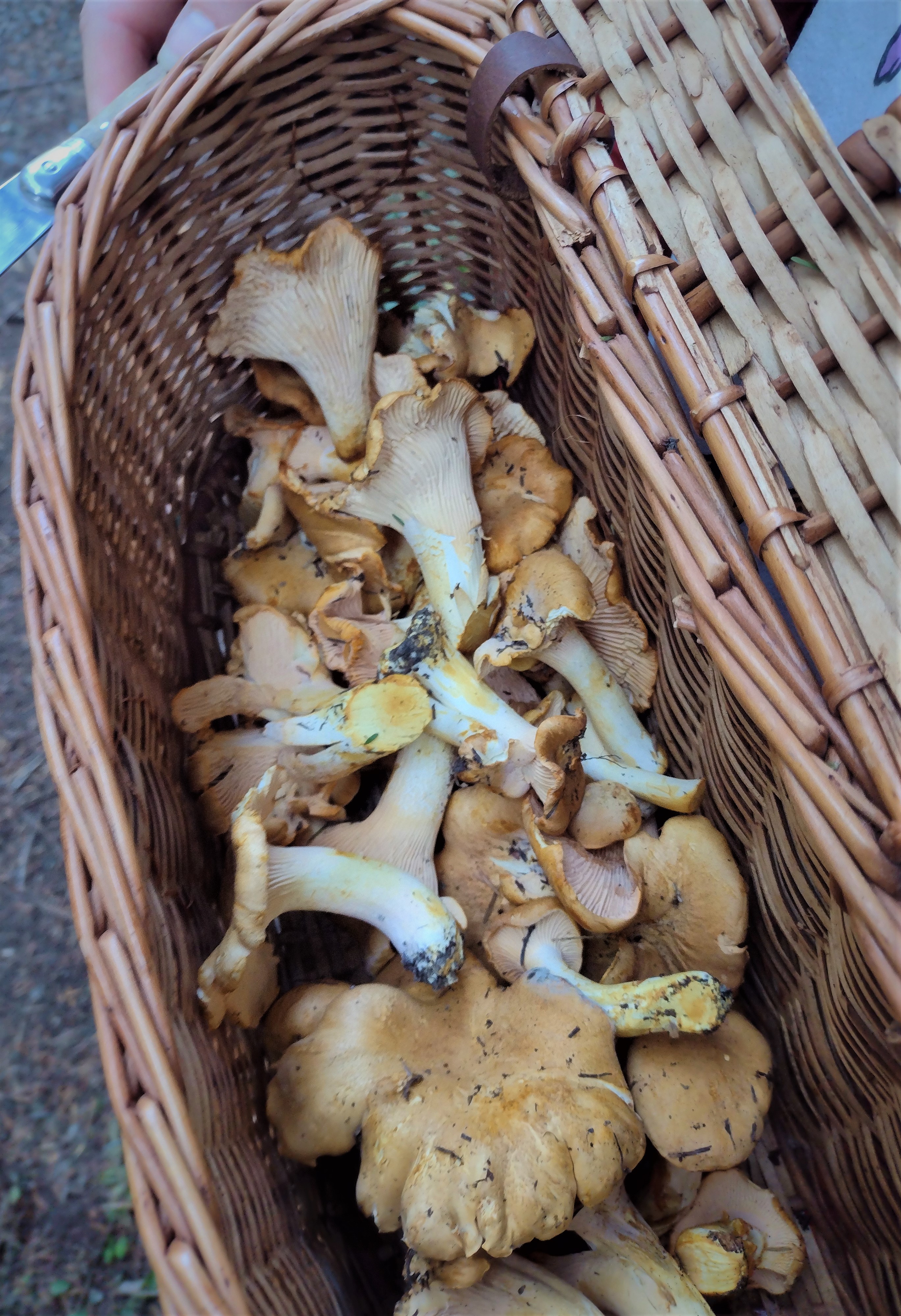 Basket full of chanterelle mushrooms gathered on Mt. Hood National Forest.