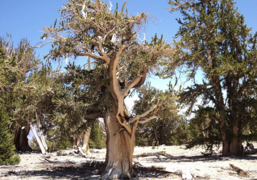 Ancient Bristlecone Pine Tree.