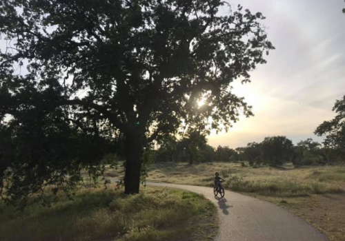 A young boy bicycles under a huge oak tree on a paved pathway.
