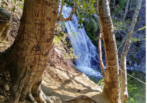 Cooper Canyon Falls flow down a steep drop off surrounded by trees on the Angeles National Forest.