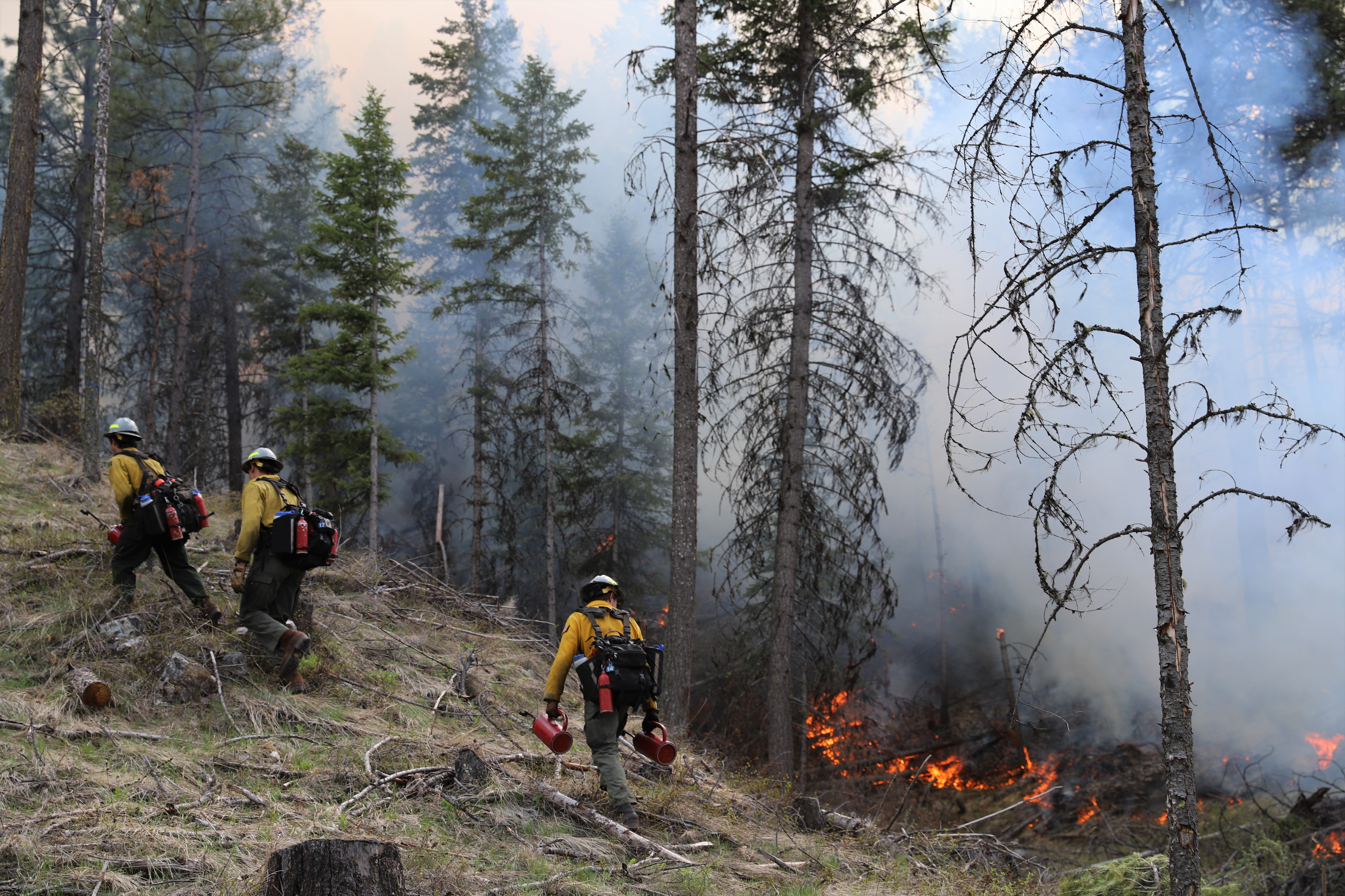 Firefighters climb a hill while torching the underbrush