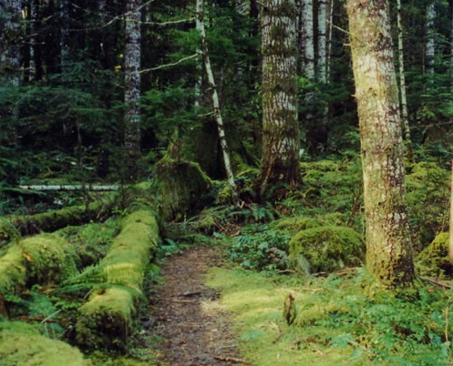 a trail surrounded by green moss