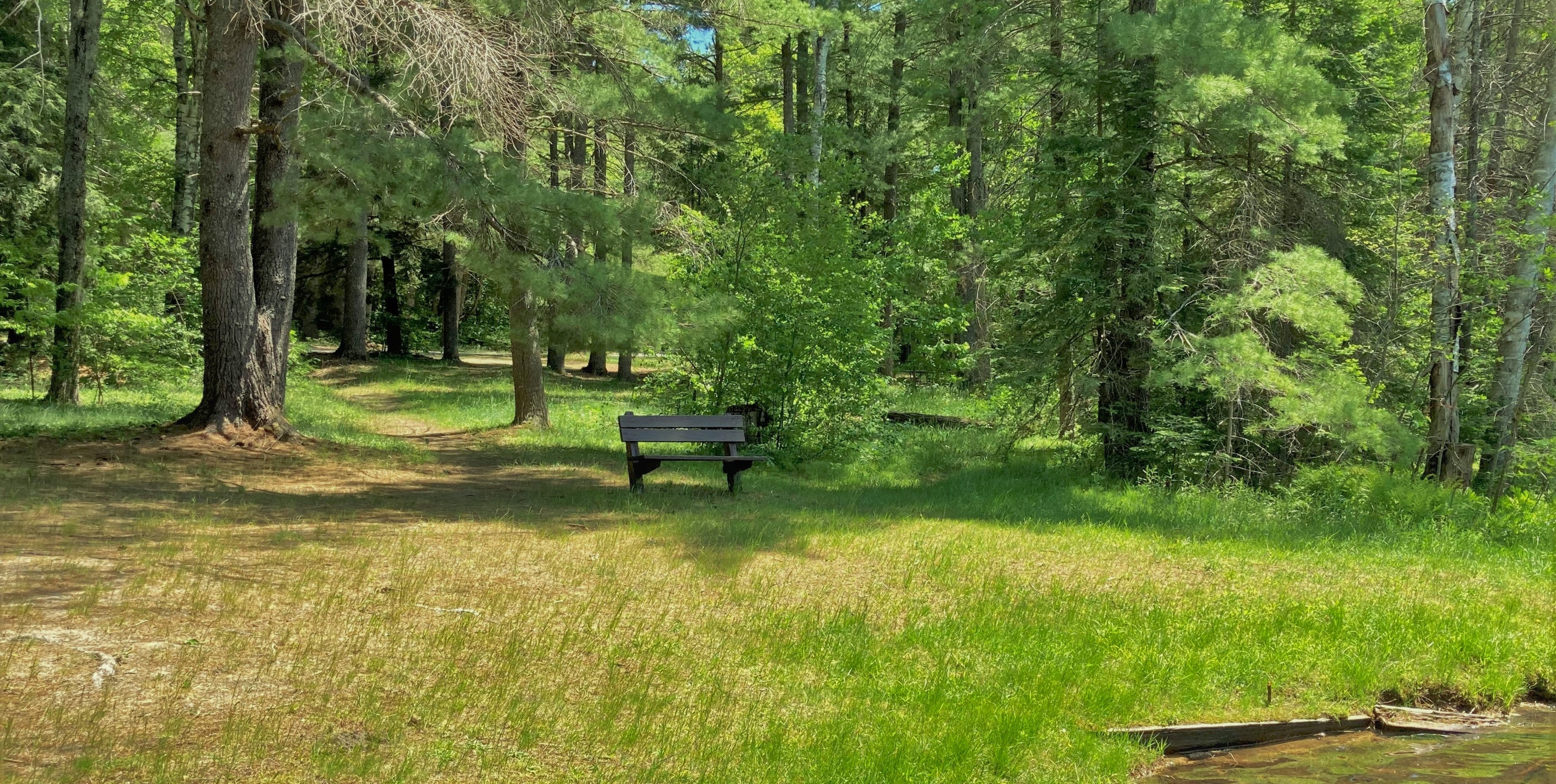 A bench in a green forest