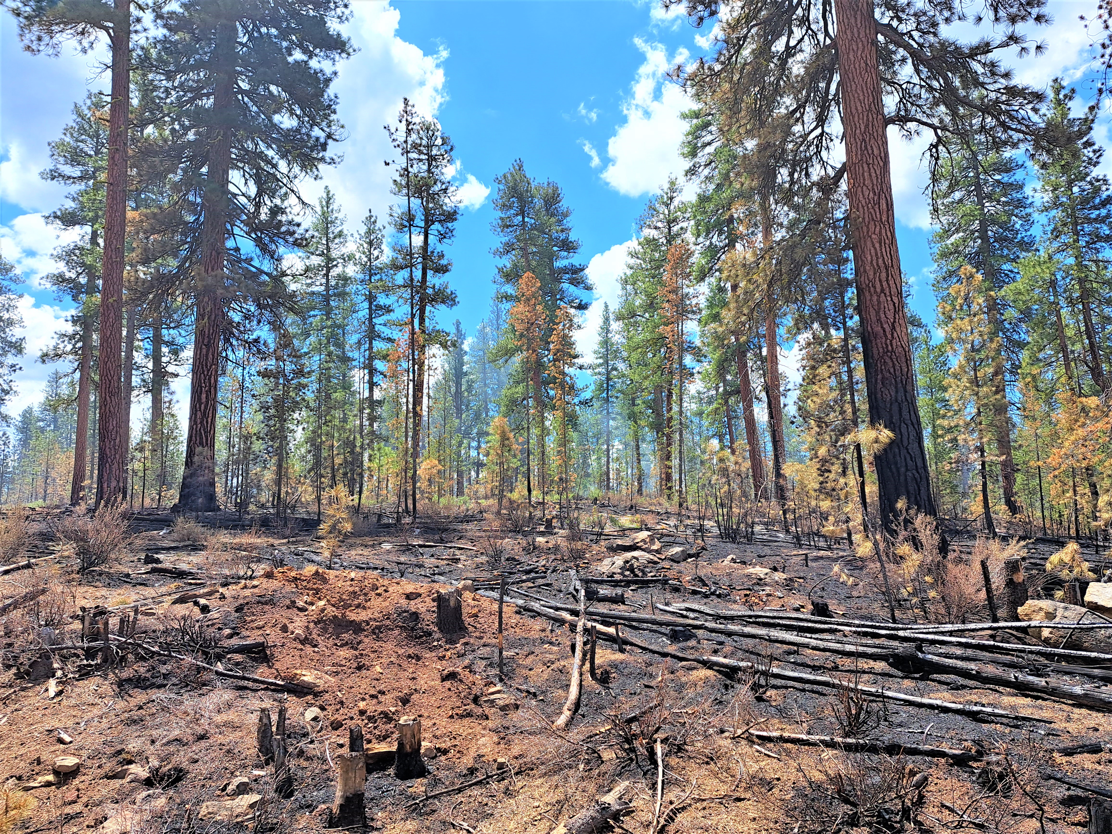 before and after a forest fire