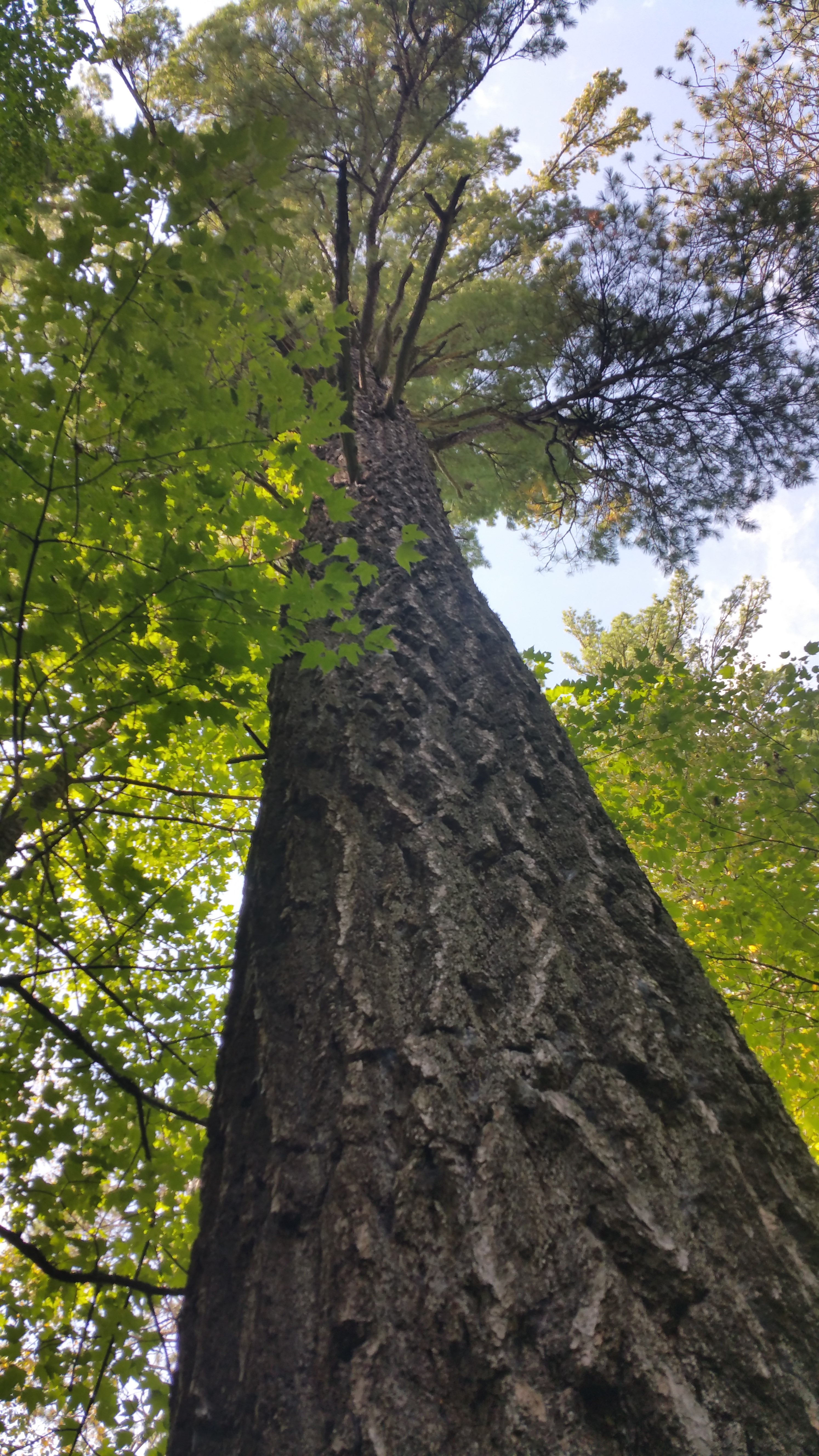 Looking up the trunk of an evergreen tree.