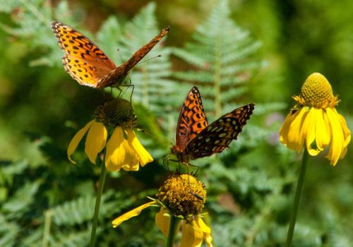 two Monarch butterflies on green leaves on a yellow flowering plant