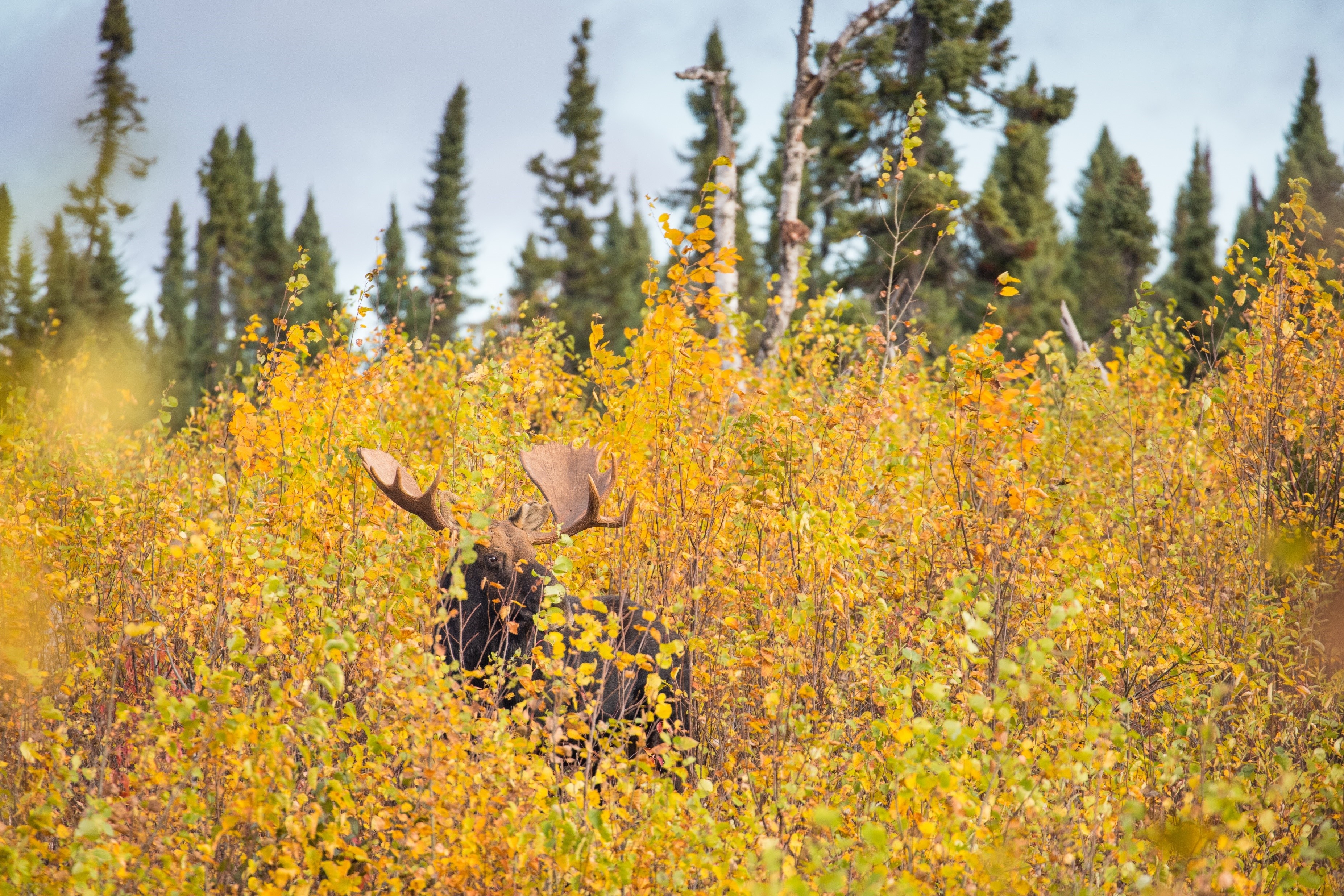 a moose in shrubbery