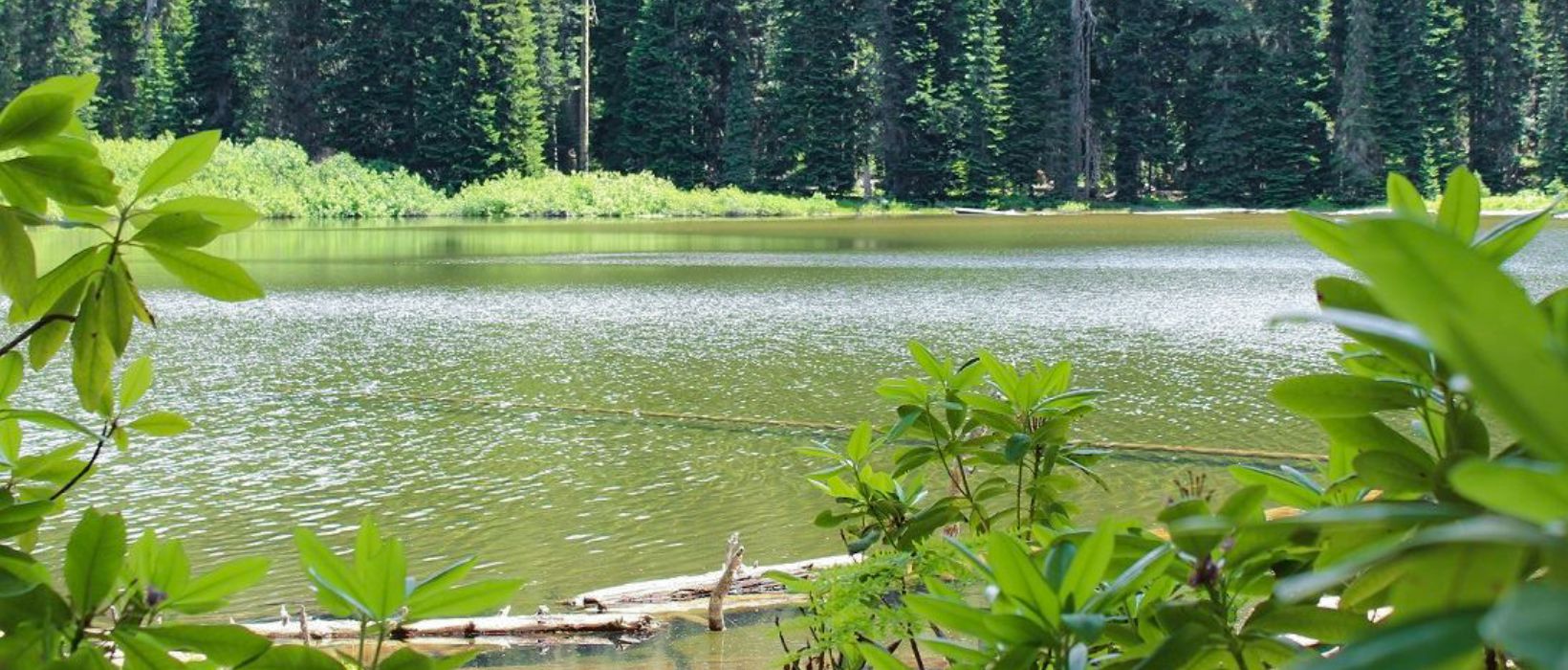 A calm, shallow lake with downed logs floating on the surface. Green leaves and trees surround it.