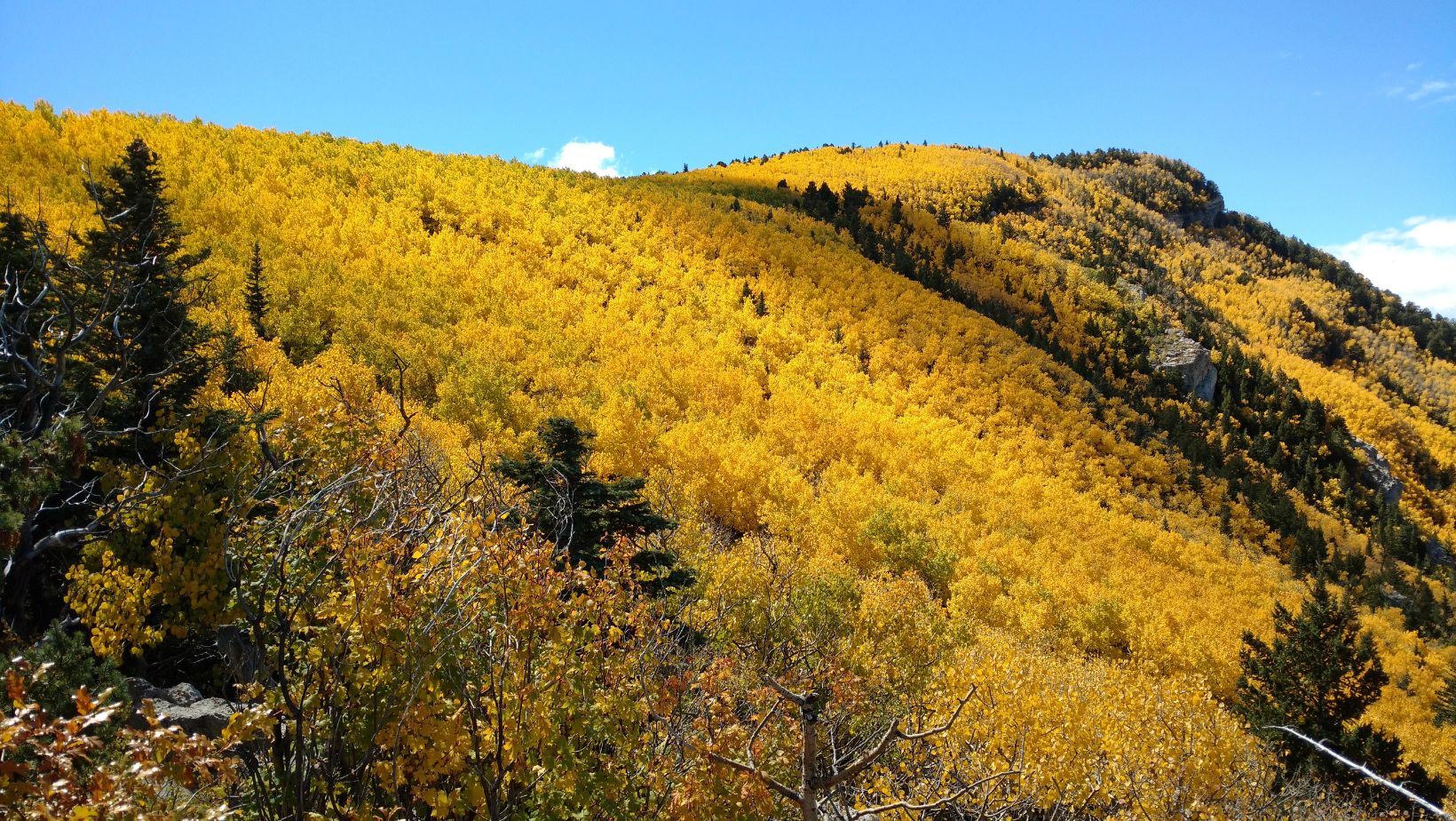 a mass of bright yellow leaves down a mountainside