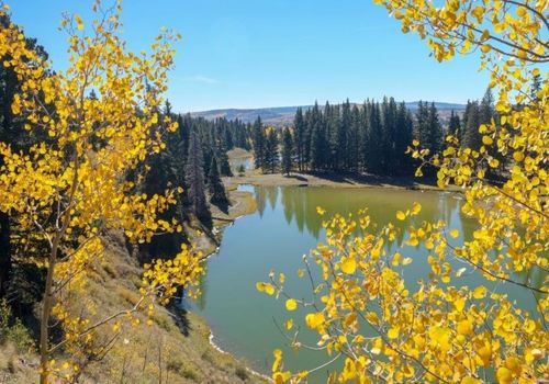 trees with bright yellow trees frame a lake in the background