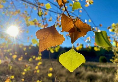 close up of three changing aspen leaves with the shining sun in the background