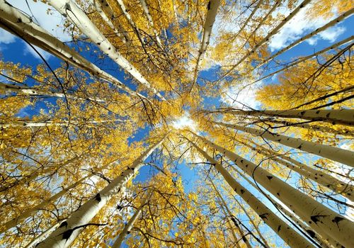looking up white aspen tree trunks to yellow leaves and the sky