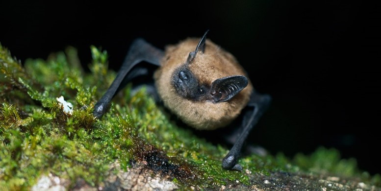 A brown bat sitting on green moss.
