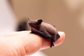 A human hand holding a Bumble Bat.