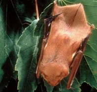 An Eastern Red Bat sitting on a green leaf.