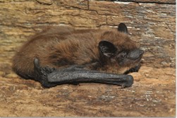 An Evening Bat sitting on tree bark.