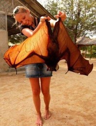 A woman holding a Flying Fox Bat.
