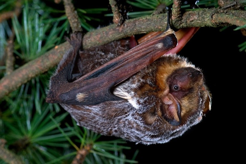 A Hoary Bat sitting on tree bark.