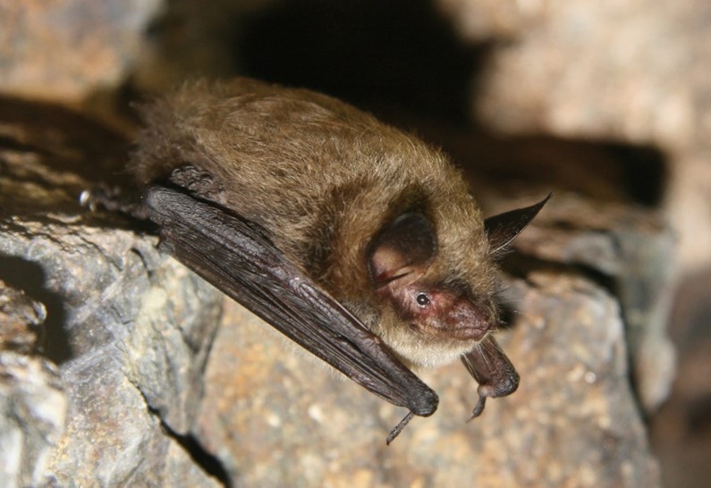 A Little Brown Myotis Bat sitting on a rock.