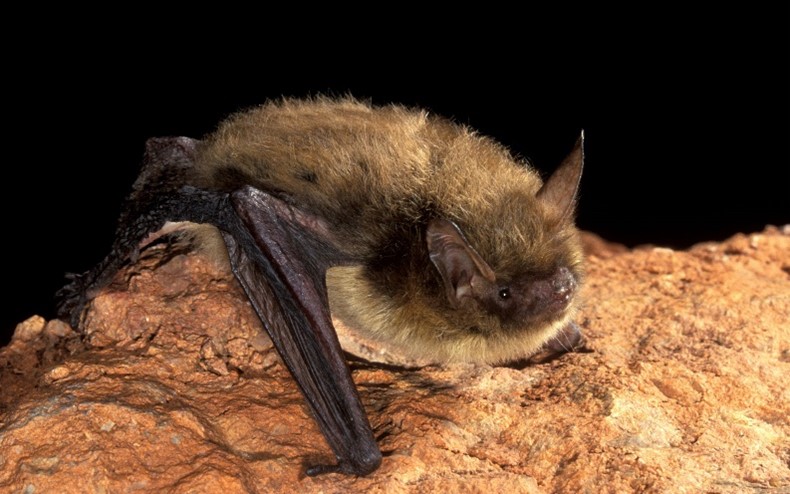 A Northern Long-eared Bat sitting on a rock.