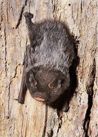A Silver-haired Bat sitting on tree bark.
