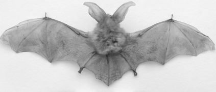 A bat with its wings spread open.