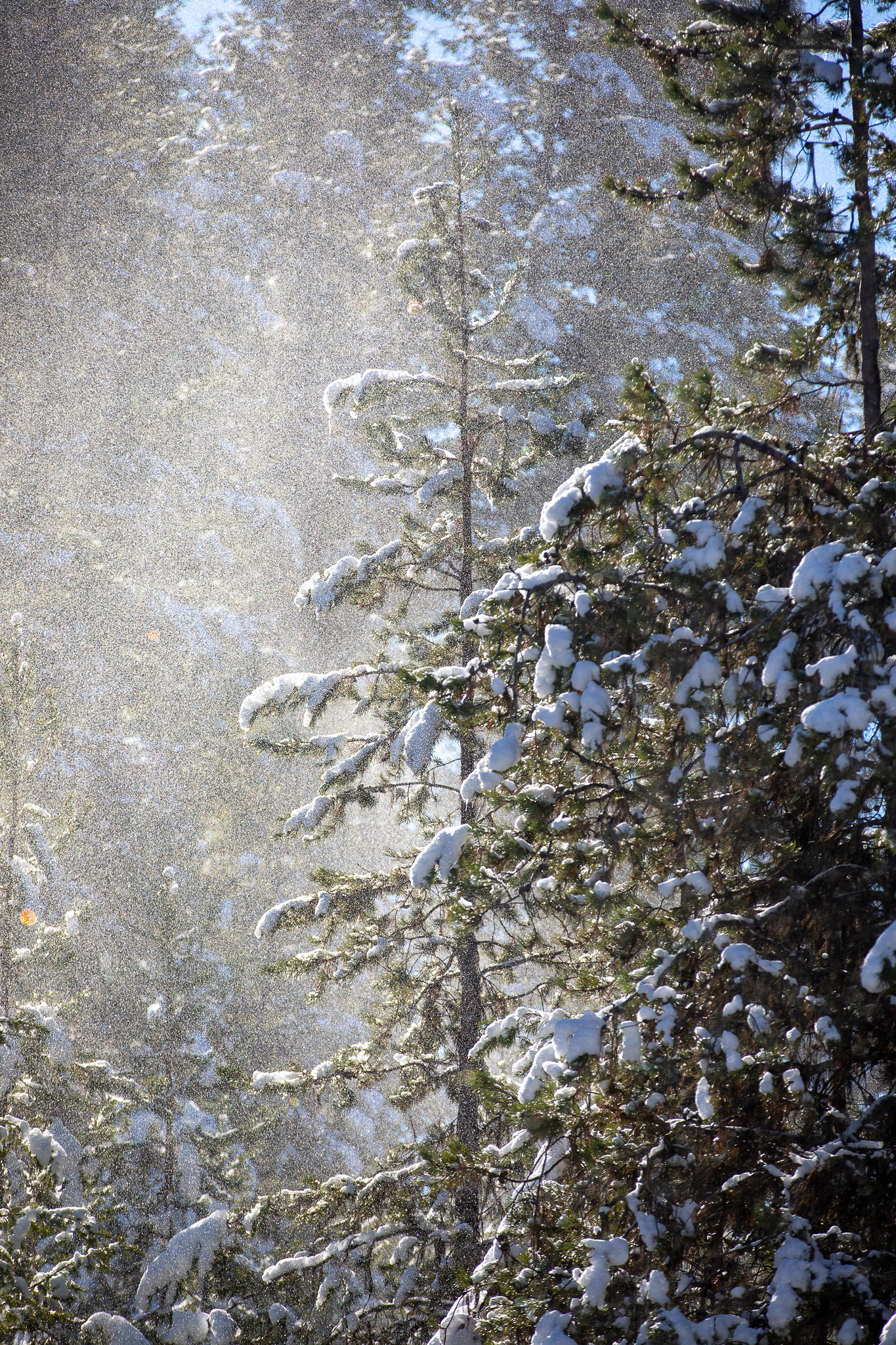 pine trees covered in snow in the Boise National Forest