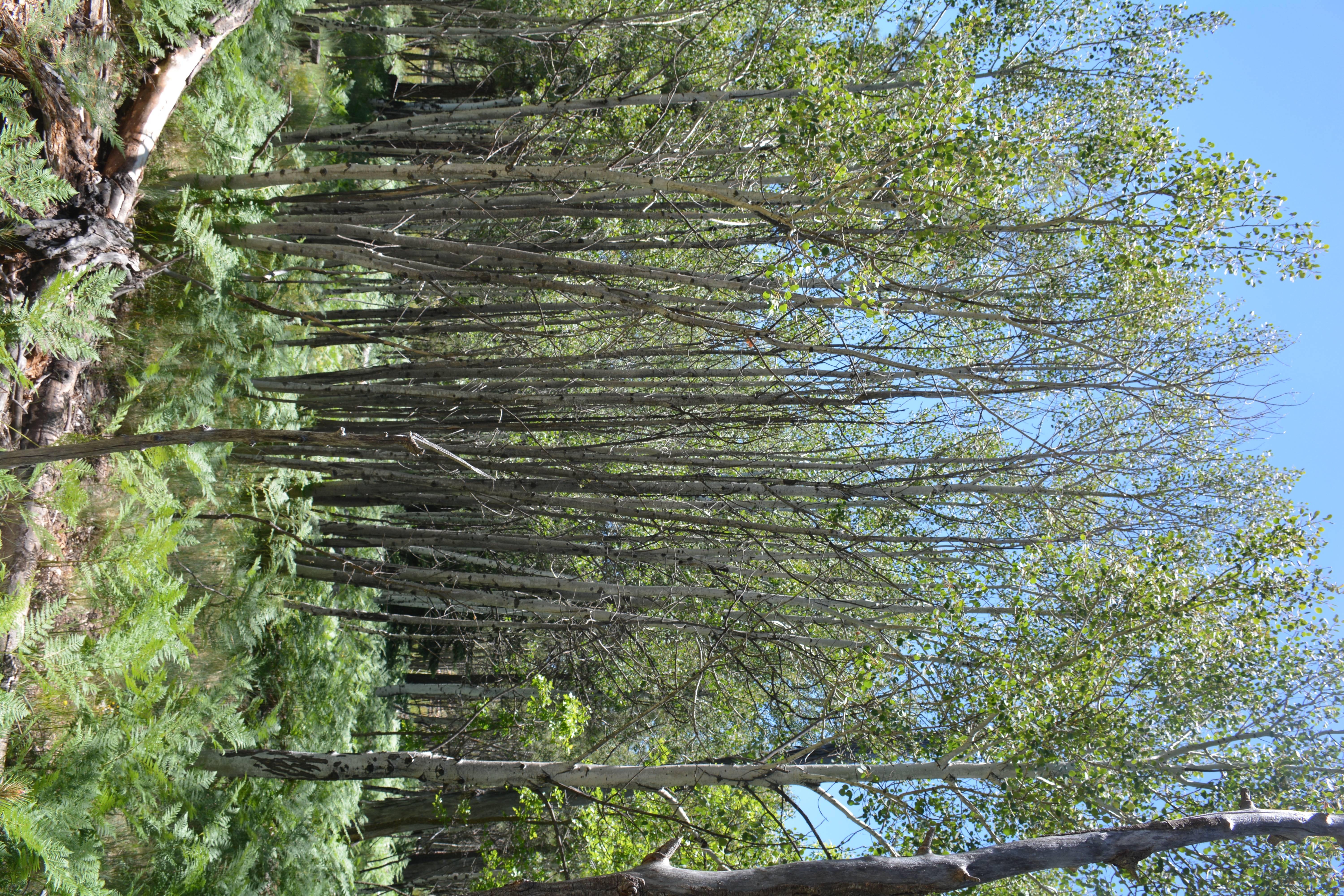 Dark patches of severe oystershell scale infestations on aspen stems