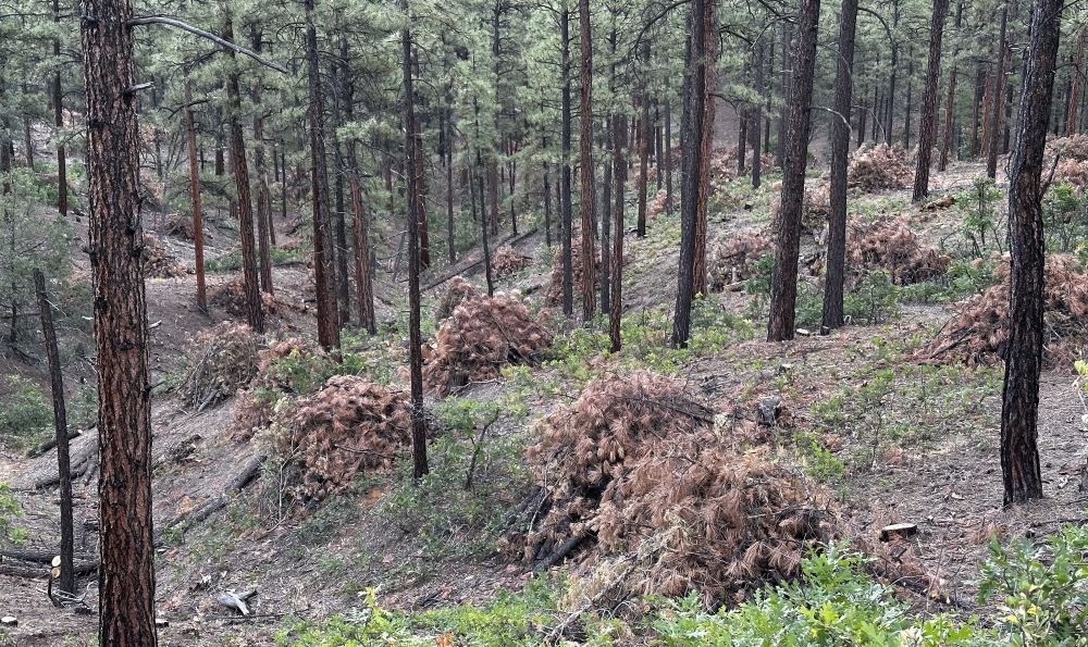 Piles of woody debris in a ponderosa forest.