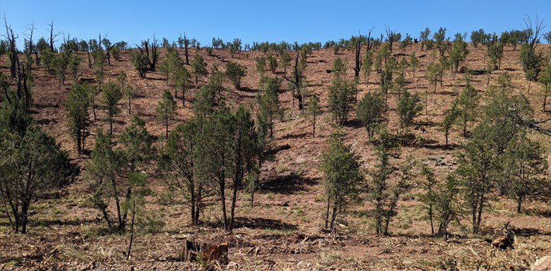 Phase 1 view of Dude Fire Restoration Project area after treatment