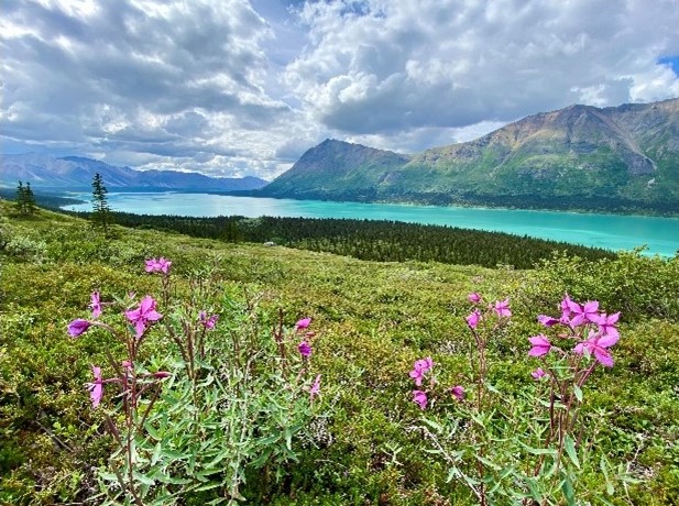 Fireweed flowers, water and mountains of Lake Clark National Park.