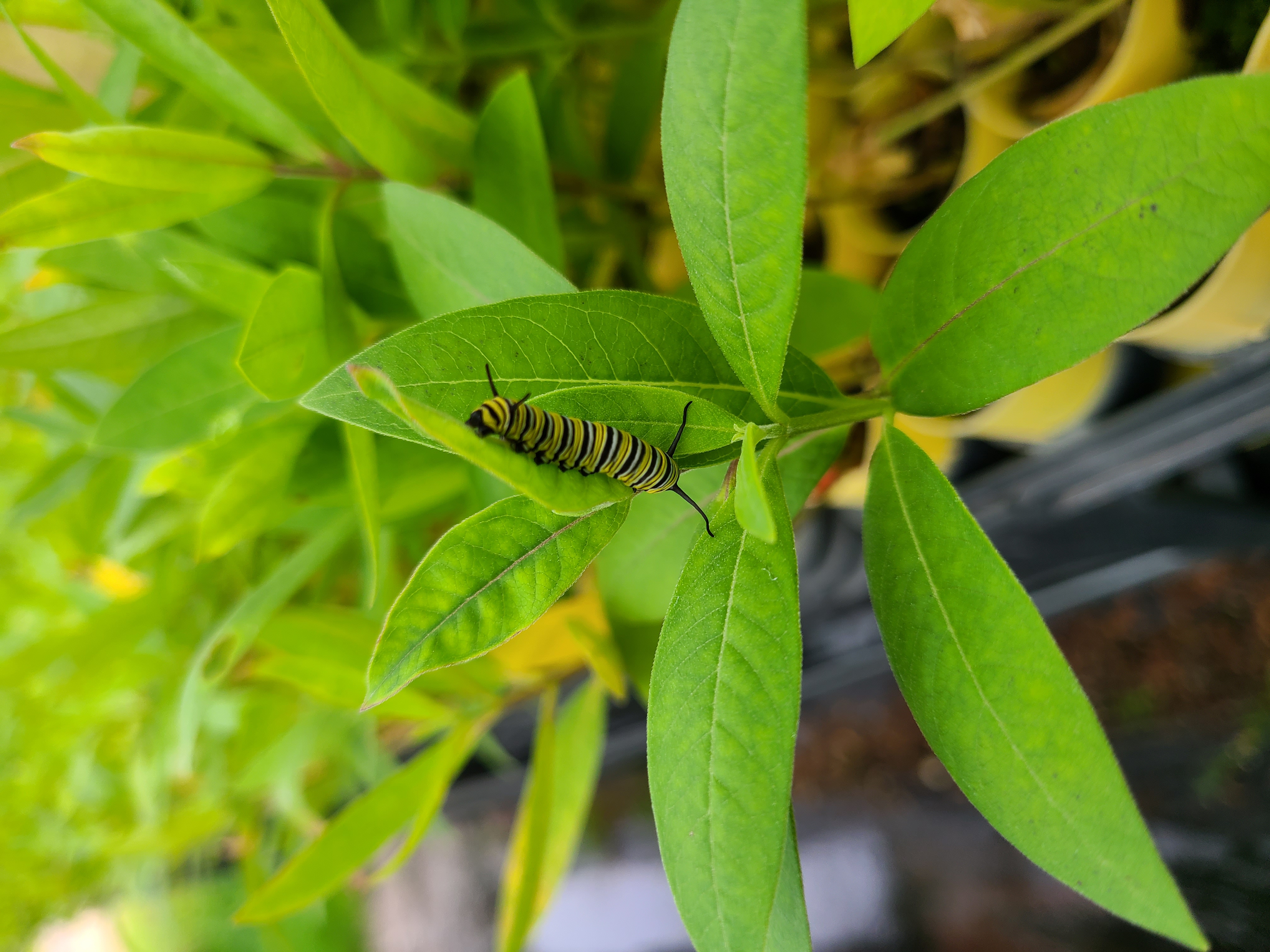 Native milkweed with a monarch caterpillar