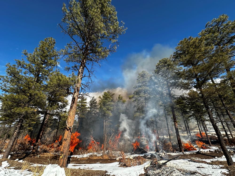 Piles of woody debris burn in a pine forest.