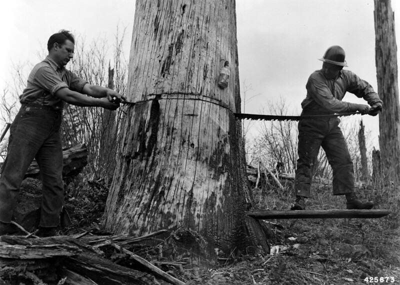 Two men cutting a tree with a crosscut saw.