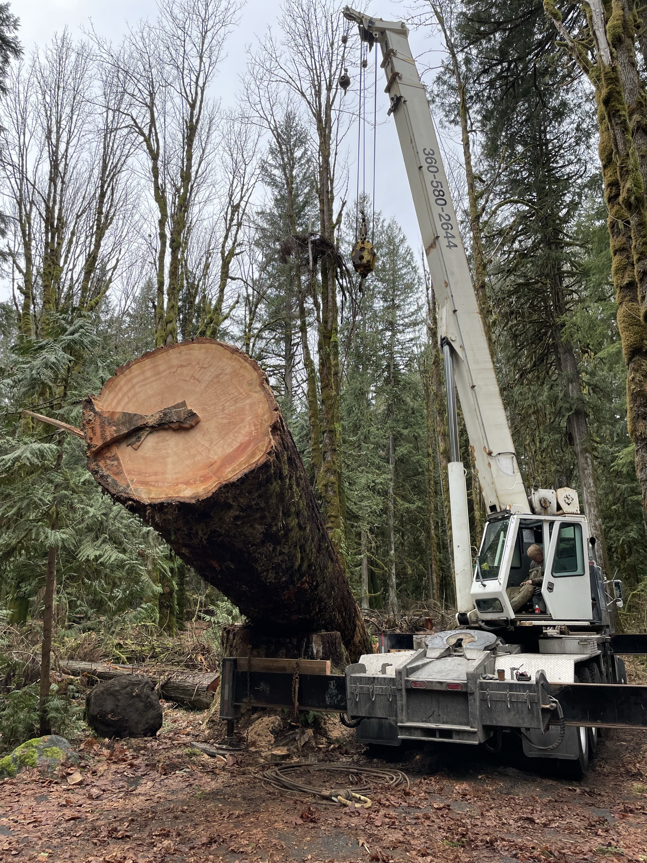 Large cedar being removed from the forest with an excavator