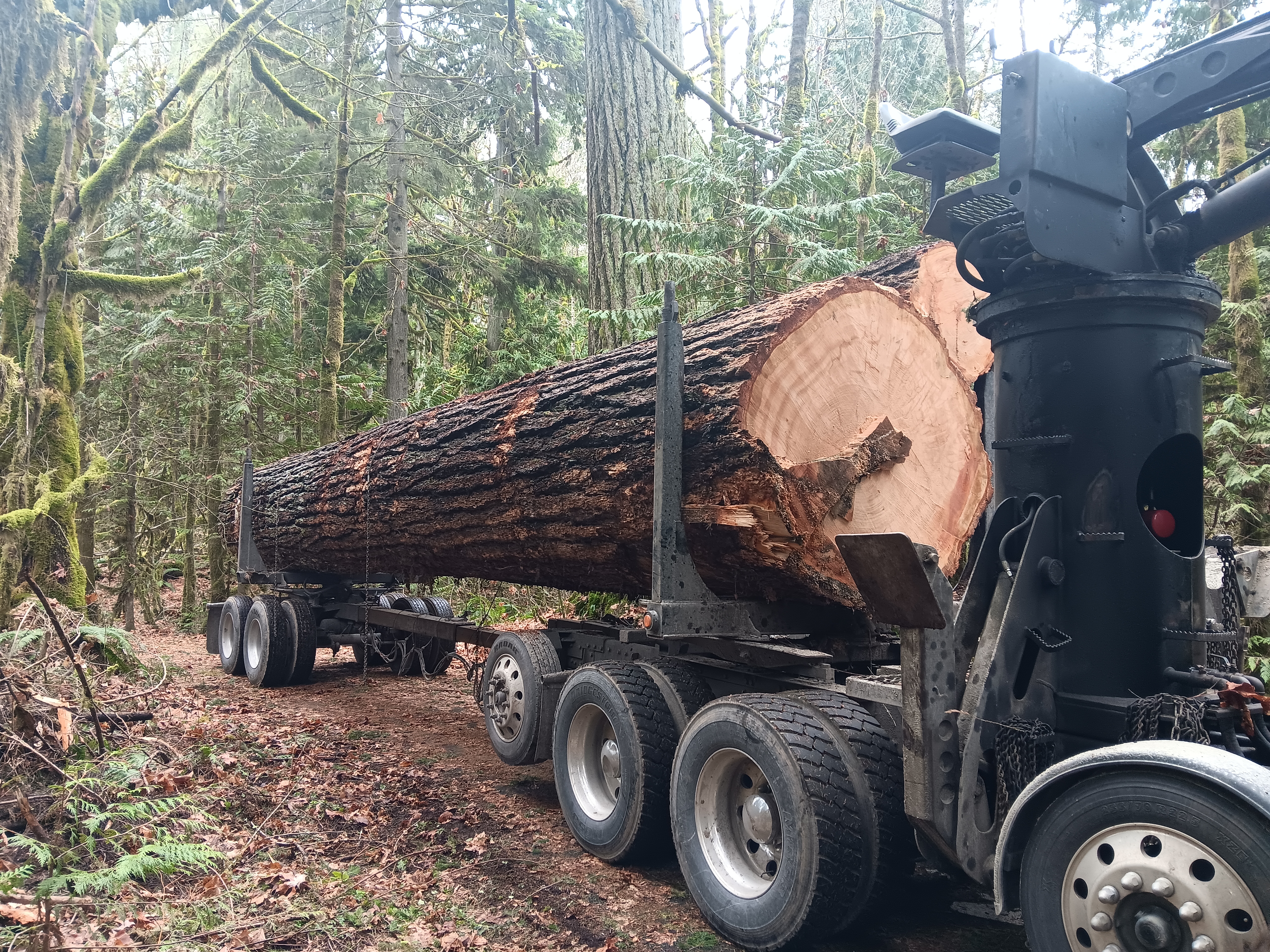 Cedar log being loaded onto a truck for moving