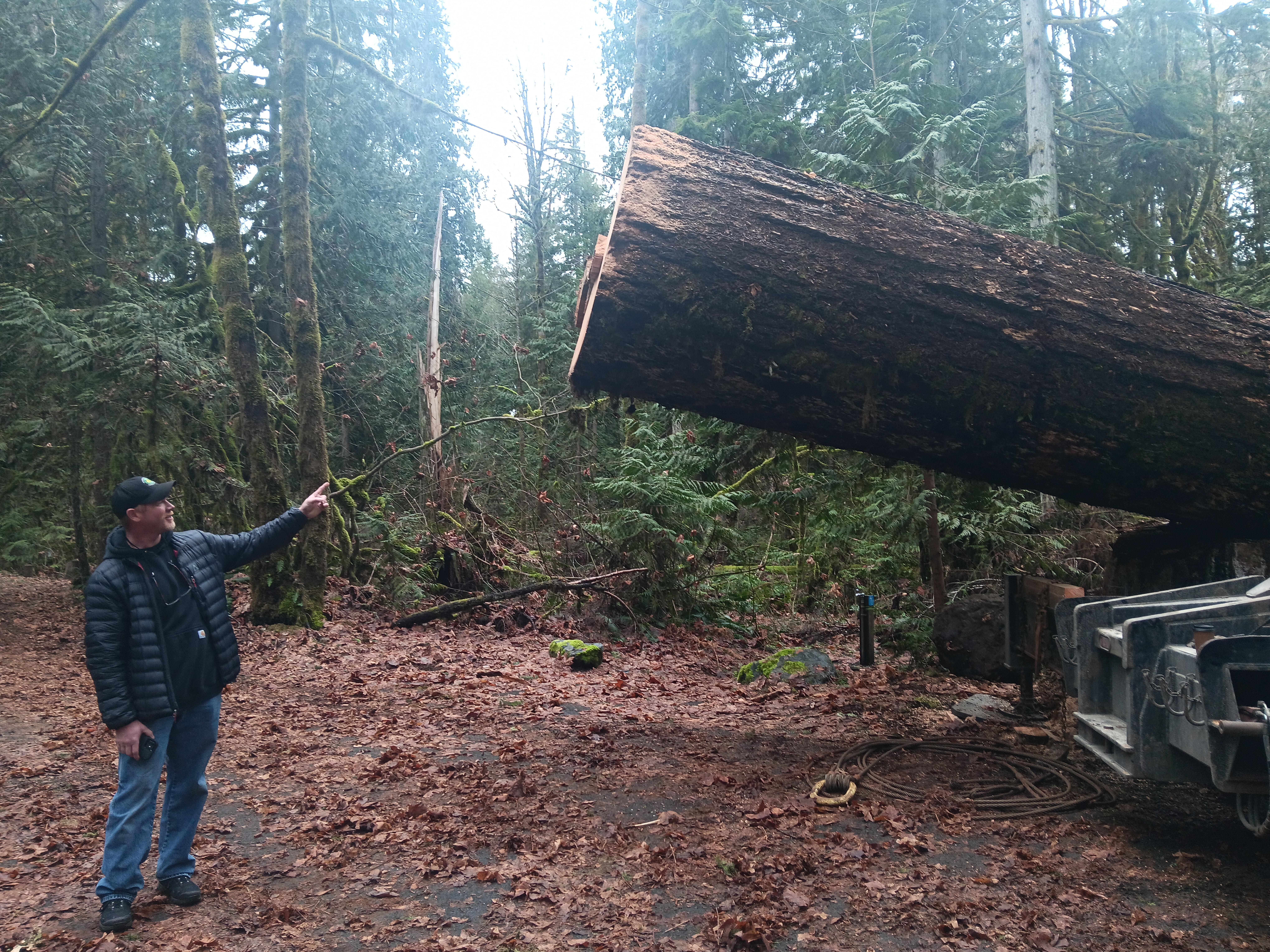 Ranger standing next to a loaded cedar for size comparison