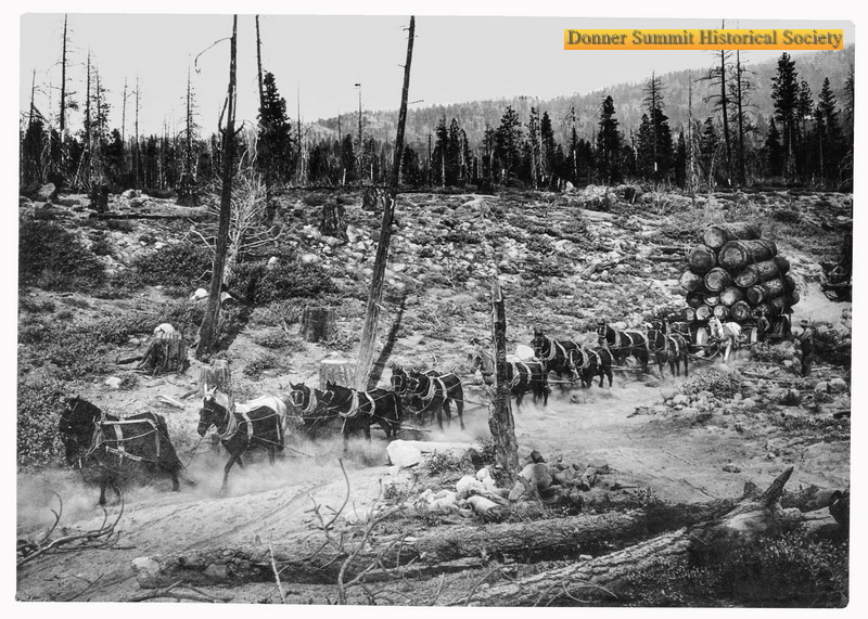 A black and white photo of a line of mules pulling a wagon of logs.